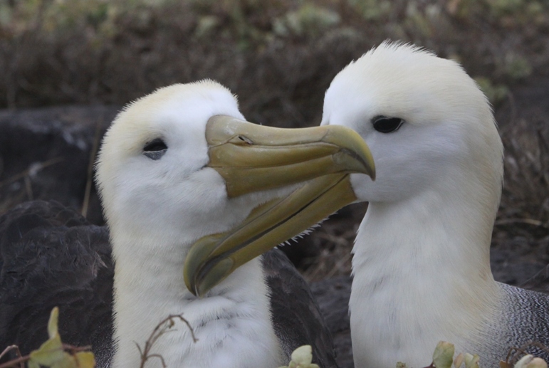 galapagos